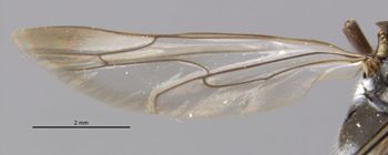 Media type: image;   Entomology 10017 Aspect: Wing, hind